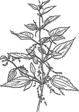 Крапива разукрашка