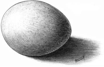 Яйцо карандашом