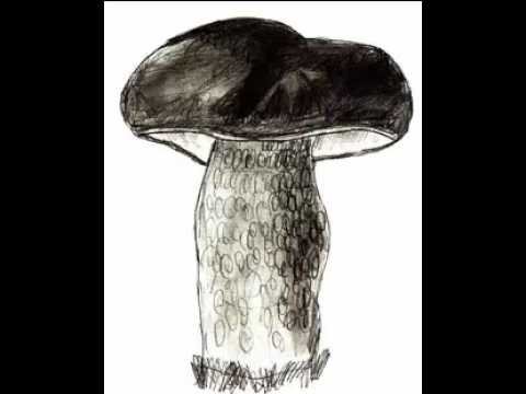 Белый гриб рисунок карандашом