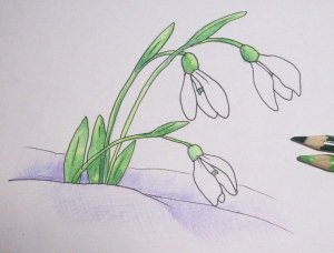 Нарисовать Подснежник карандашом поэтапно для детей