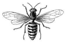 Шершень карандашом