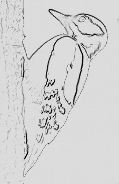 Дятел карандашом