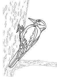 Зеленый дятел раскраска