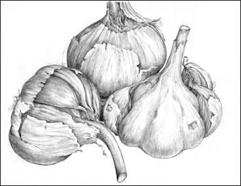 Лук раскраска