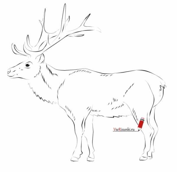 Рисование Северный олень