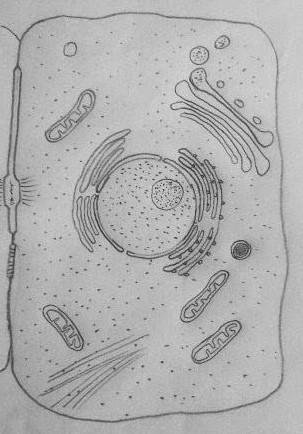 Животная клетка рисунок карандашом