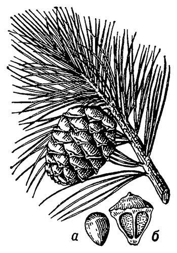 Сосна Кедровая Сибирская семена