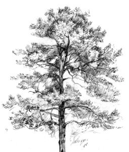 Сосна схематично