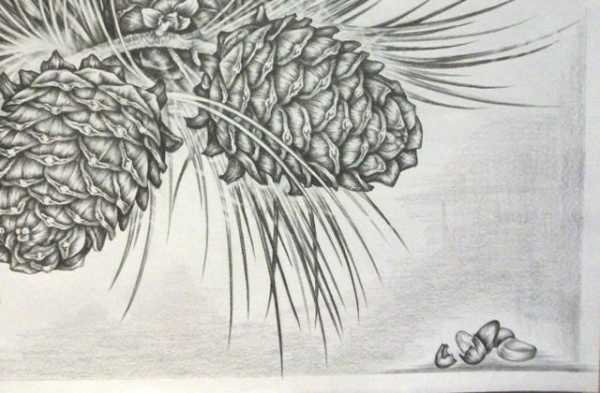 Шишка гравюра