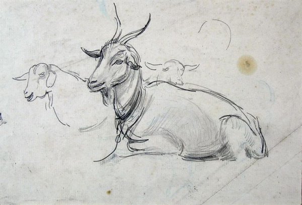 Зарисовки коз