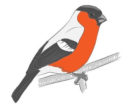 Снегирь рисунок пошагово