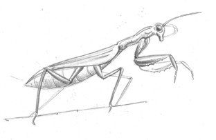 Схема рисования богомола