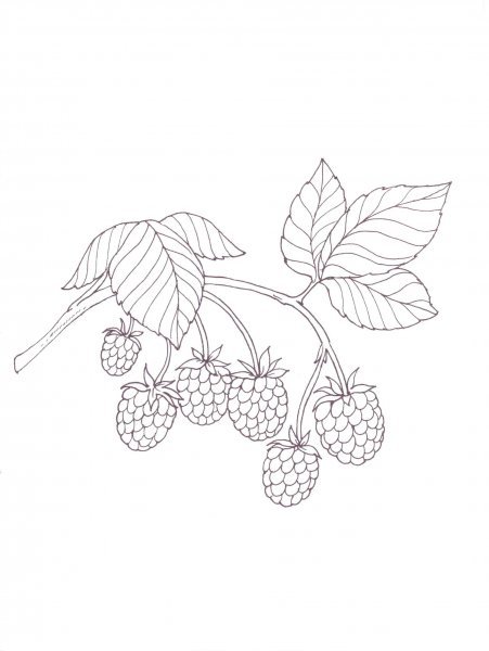 Лист малины рисунок