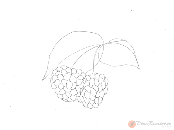 Куст малины раскраска