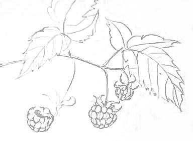 Рисунок малины карандашом для детей куст (40 фото)