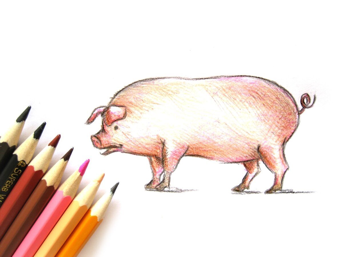Свинья цветными карандашами