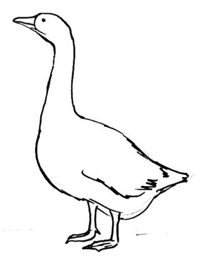 Нарисовать гуся карандашом