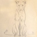 Лев и львица рисунок карандашом