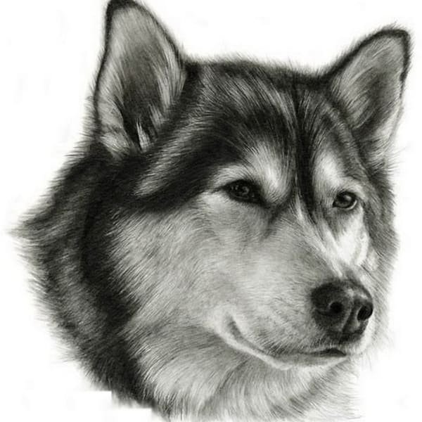 Хаски рисунок для срисовки