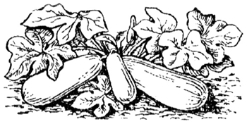 Огурец раскраска для детей