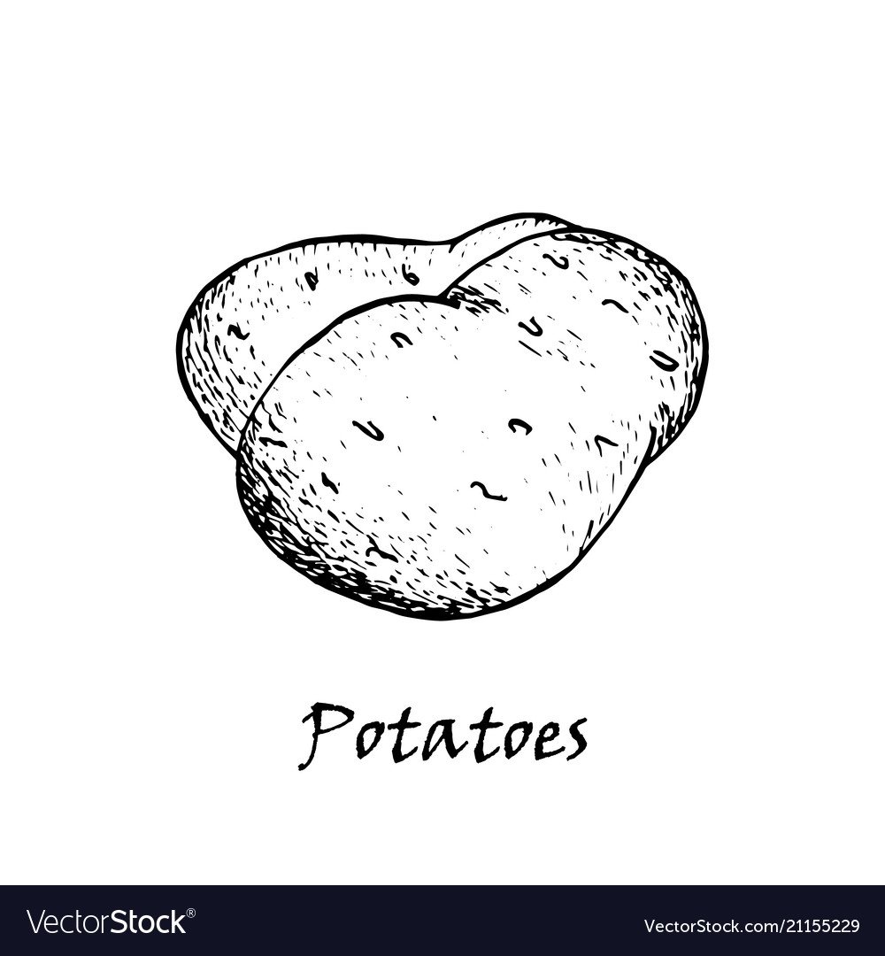 Картофель черно белый рисунок