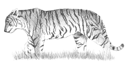 Амурский тигр карандашом