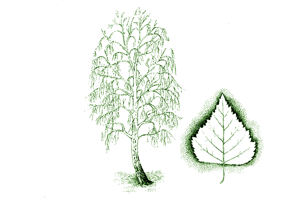 Тополь пирамидальный зарисовка