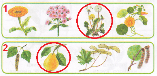 Дикорастущие растения для дошкольников