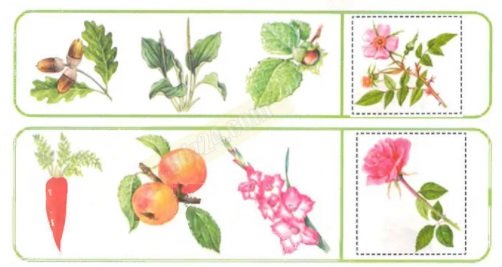 Лекарственные растения задания для дошкольников