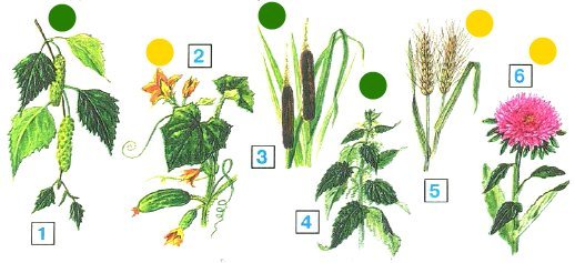 Дикорастущие растения для детей
