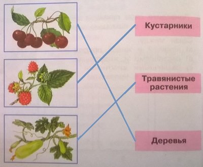 Окружающему миру 3 класс Плешаков рабочая тетрадь мир растений