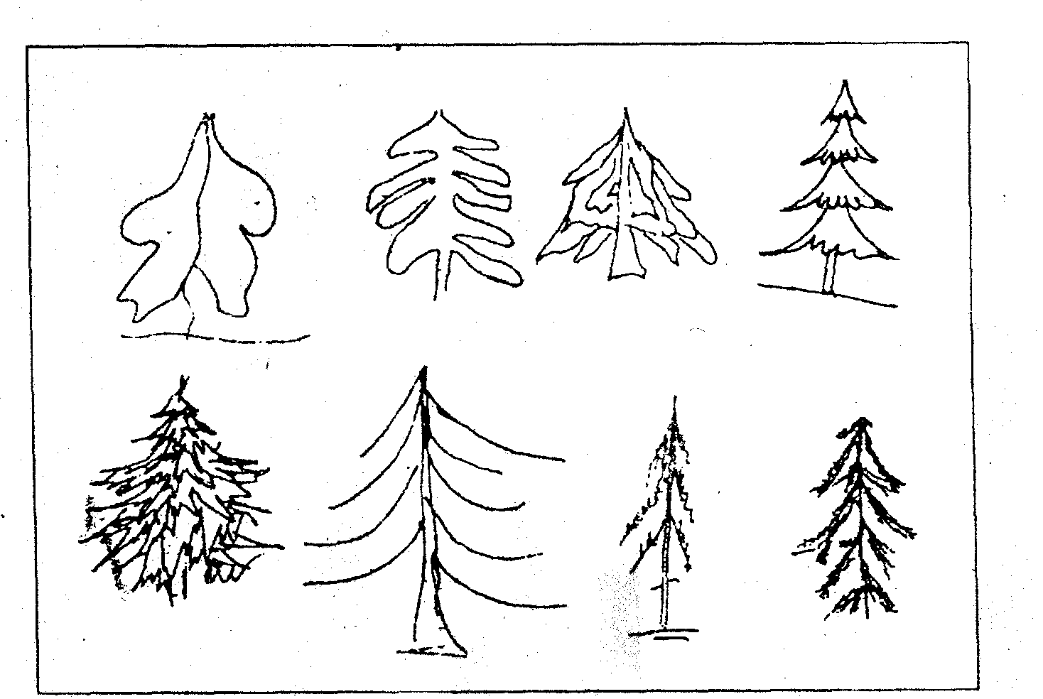 Тест хвойные. Дерево для рисования. Рисунки различных деревьев. Поэтапное рисование дерева зимой. Поэтапное рисование зимнего дерева для детей.