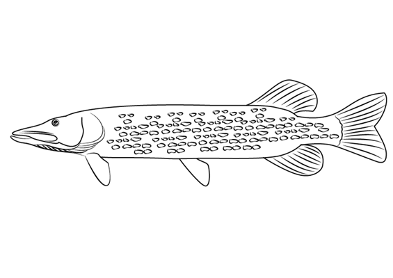 Щука Графика