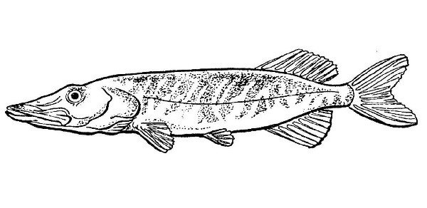 Щука раскраска для детей