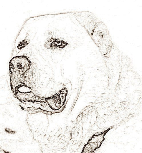 Рисунки алабаев