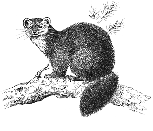 Как рисовать куницу
