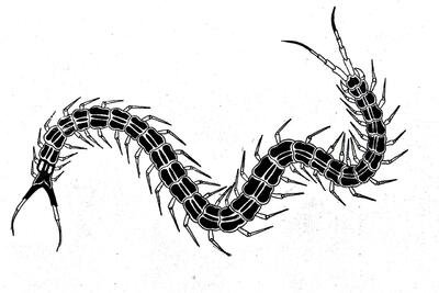 Многоножка тату эскиз