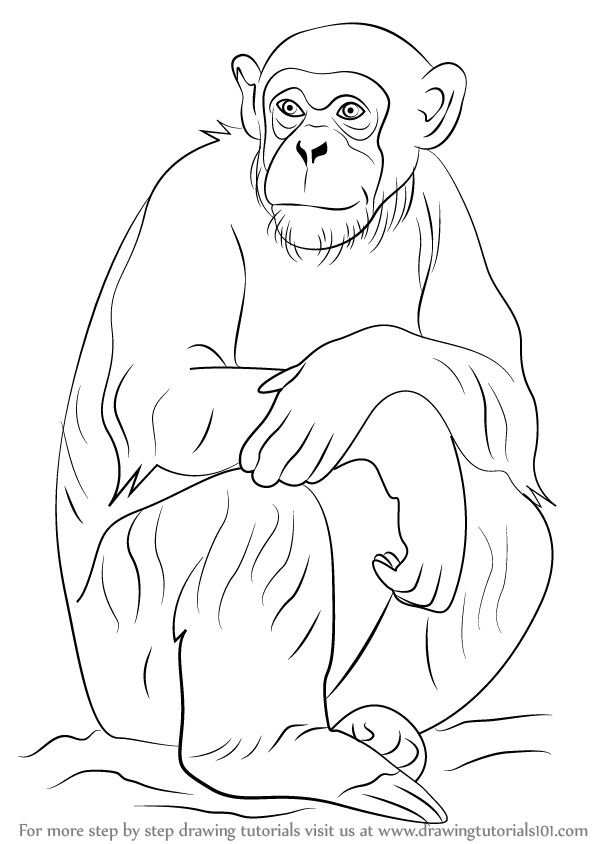 Рисунок обезьяны карандашом