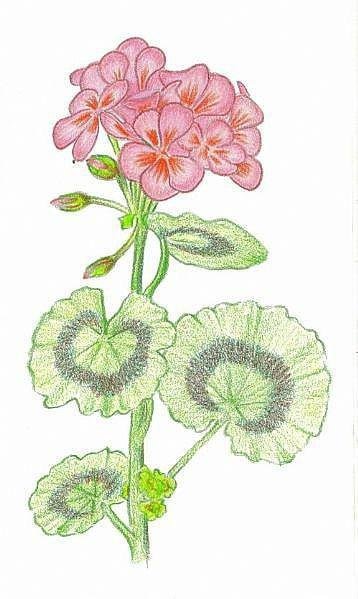 Герань линейнолопастная