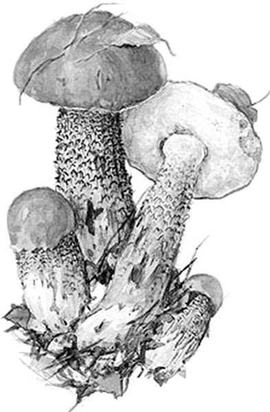 Раскрась гриб подосиновик