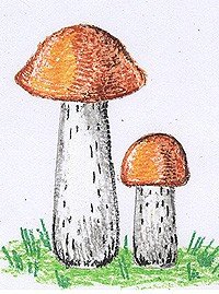 Гриб подосиновик раскраска