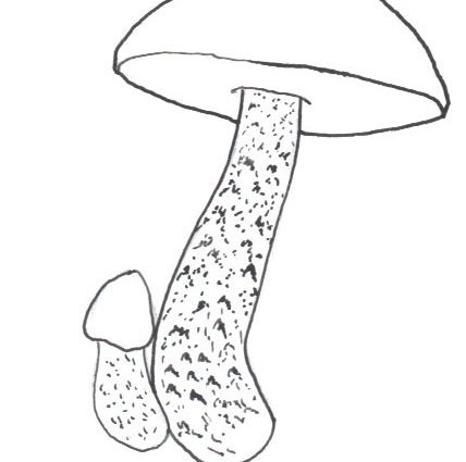 Подосиновик белый раскраска