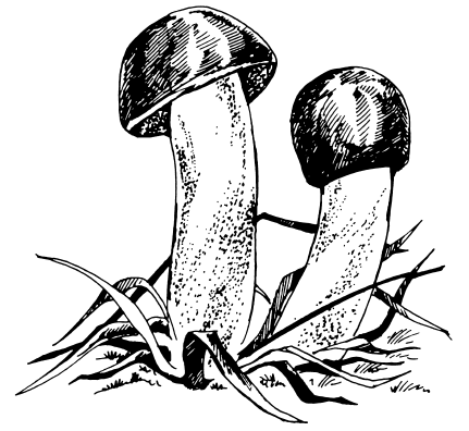 Раскрасить съедобные грибы