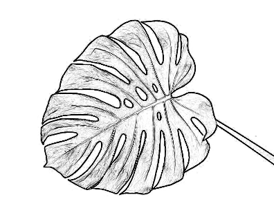 Монстера Вьюнок