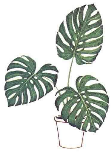 Монстера карандашом