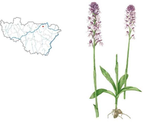 Любка двулистная формула цветка