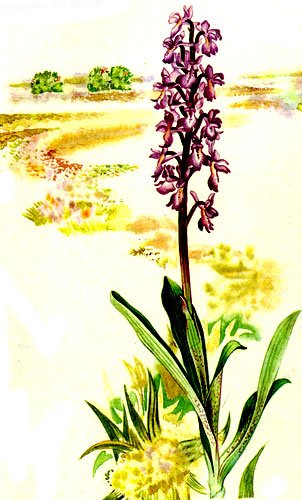 Пальчатокоренник пятнистый диаграмма цветка