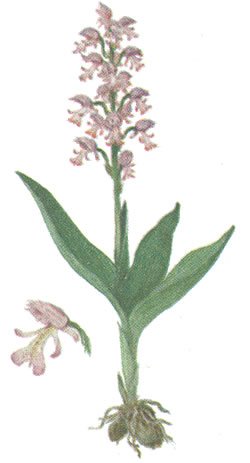 Цветок ятрышник раскраска