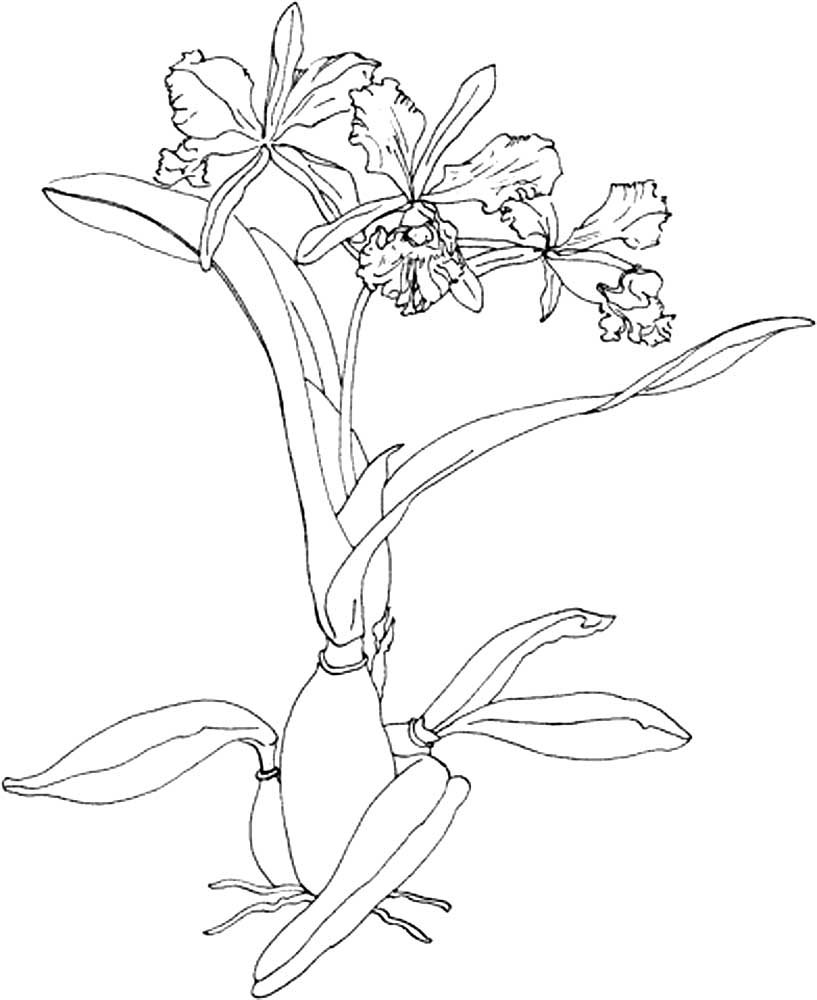 Орхидейные растения раскраска