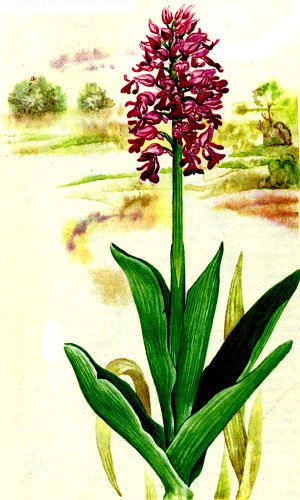 Любка двулистная